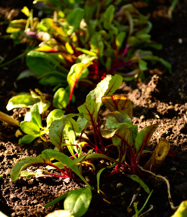 beet_sprouts